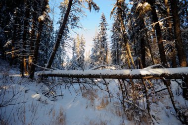 görüntü doğa serisi