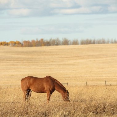 görüntü doğa serisi