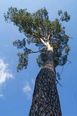 görüntü doğa serisi