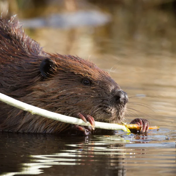 Obraz z serii natura — Zdjęcie stockowe