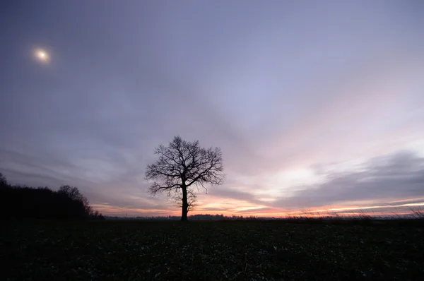 Immagine dalla serie natura — Foto Stock