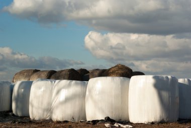 görüntü doğa serisi