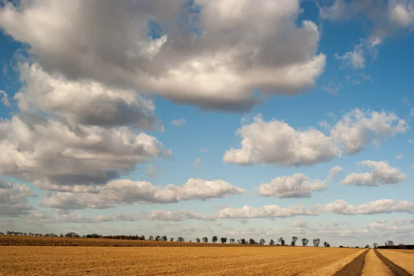 Immagine dalla serie natura — Foto Stock