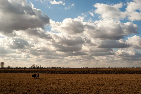 Obrázek ze série nature — Stock fotografie