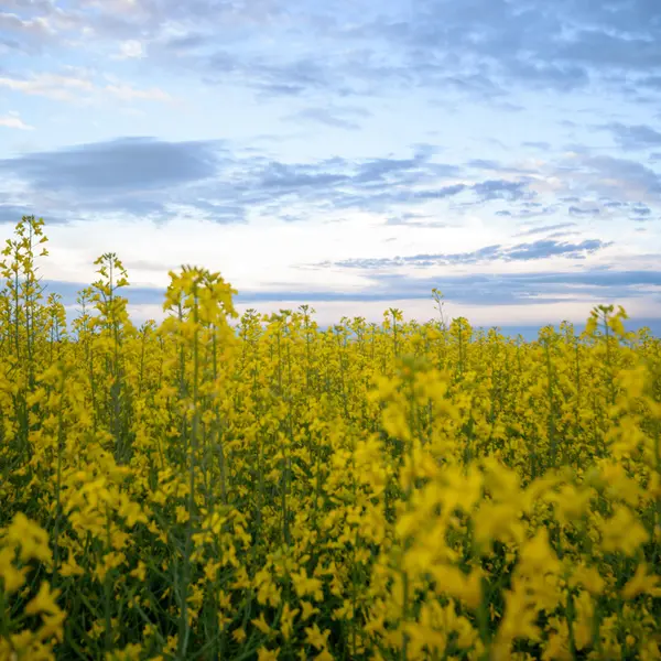 Image from nature series — Stock Photo, Image