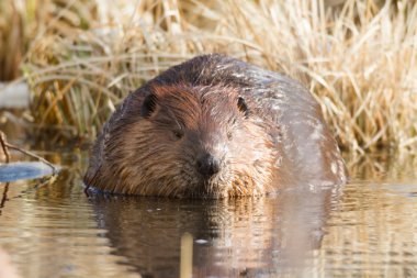 görüntü doğa serisi