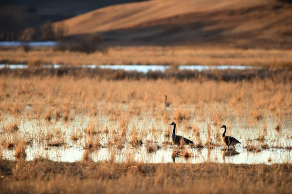 Immagine dalla serie natura — Foto Stock