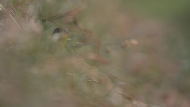 Fotage från naturen-serien — Stockvideo