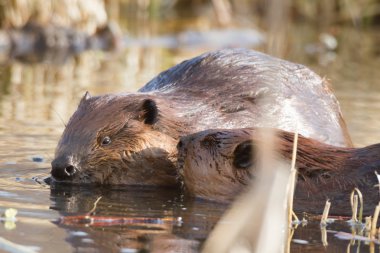 görüntü doğa serisi
