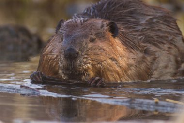 görüntü doğa serisi
