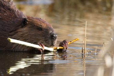 görüntü doğa serisi