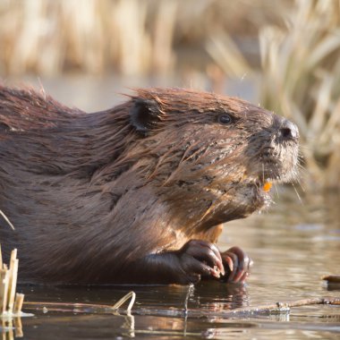 görüntü doğa serisi