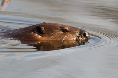 görüntü doğa serisi