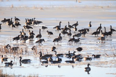 görüntü doğa serisi