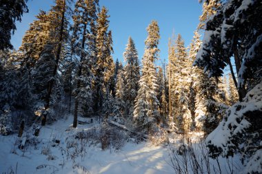 görüntü doğa serisi