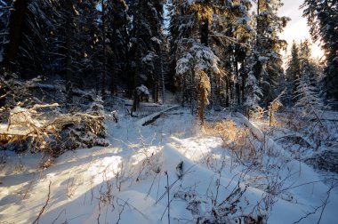 görüntü doğa serisi
