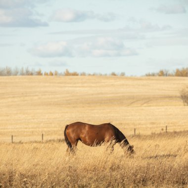 görüntü doğa serisi