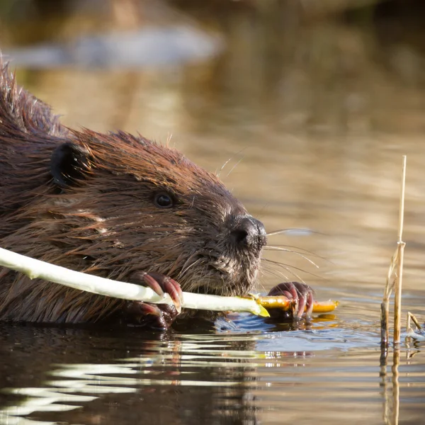 Obraz z serii natura — Zdjęcie stockowe