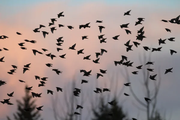 Obraz z serii natura — Zdjęcie stockowe