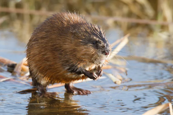 Obraz z serii natura — Zdjęcie stockowe