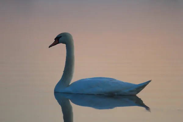 Изображение из серии Nature — стоковое фото