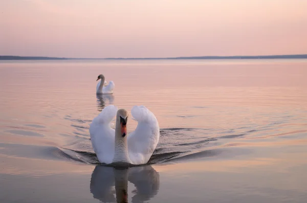 Изображение из серии Nature — стоковое фото