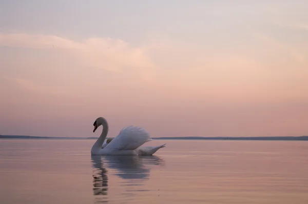 Obrázek ze série nature — Stock fotografie