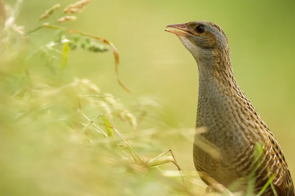 Imagens da série natureza — Fotografia de Stock