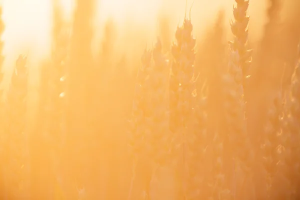 Immagini da serie di natura — Foto Stock