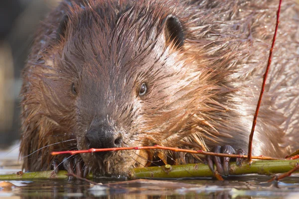 Obrazy z serii natura — Zdjęcie stockowe