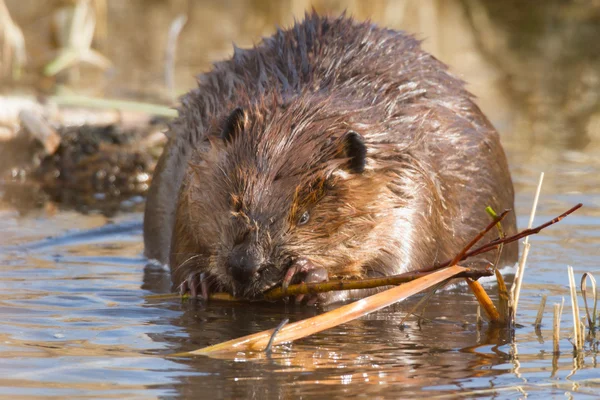 Bild från naturen-serien — Stockfoto