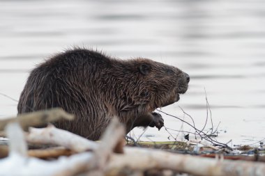 görüntü doğa serisi