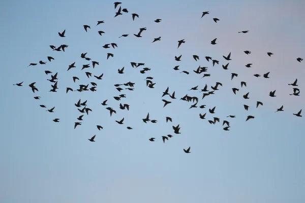 Obrázek ze série nature — Stock fotografie