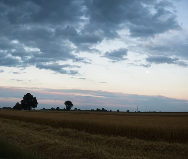 Bilde fra naturserien – stockfoto