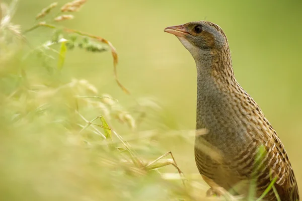 Bild från naturen-serien — Stockfoto