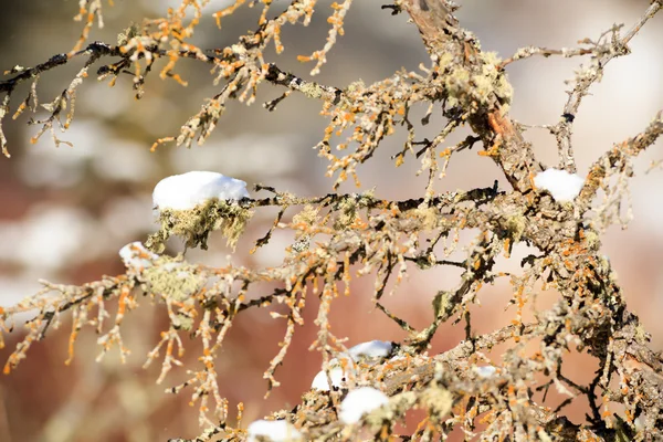 Beeld uit natuur-serie — Stockfoto