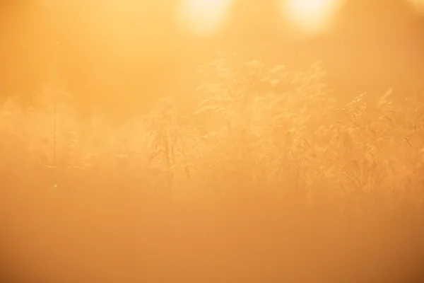 Imagem da série natureza — Fotografia de Stock