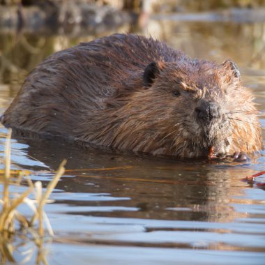 görüntü doğa serisi