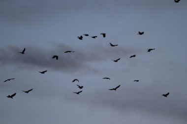 görüntü doğa serisi