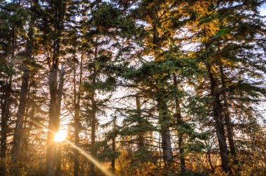 görüntü doğa serisi