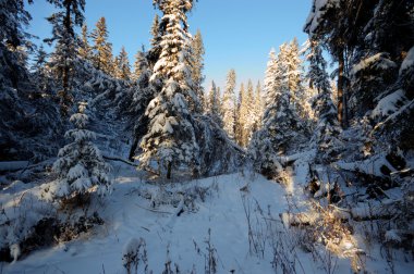 görüntü doğa serisi