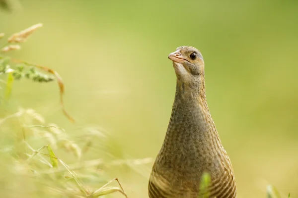 Imagem da série natureza — Fotografia de Stock