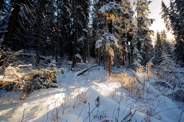 görüntü doğa serisi