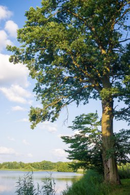 görüntü doğa serisi