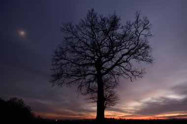 görüntü doğa serisi