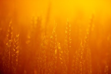 görüntü doğa serisi