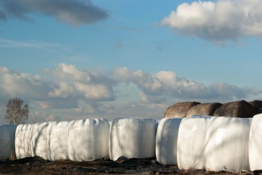 görüntü doğa serisi