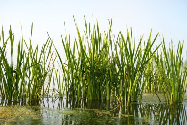görüntü doğa serisi