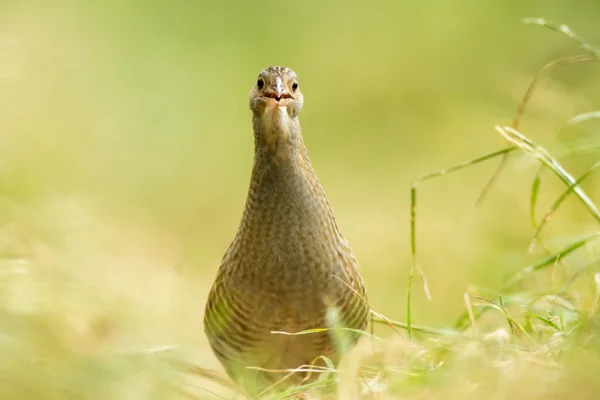 Imagem da série natureza — Fotografia de Stock