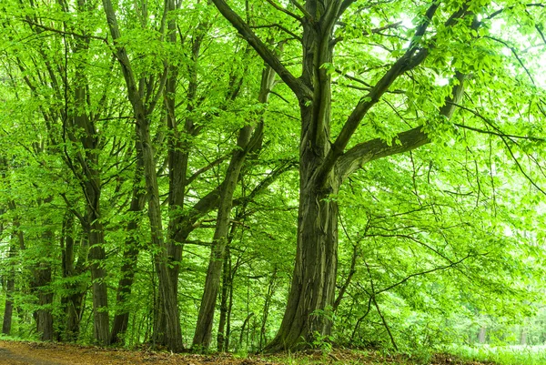 Bild från naturen-serien — Stockfoto